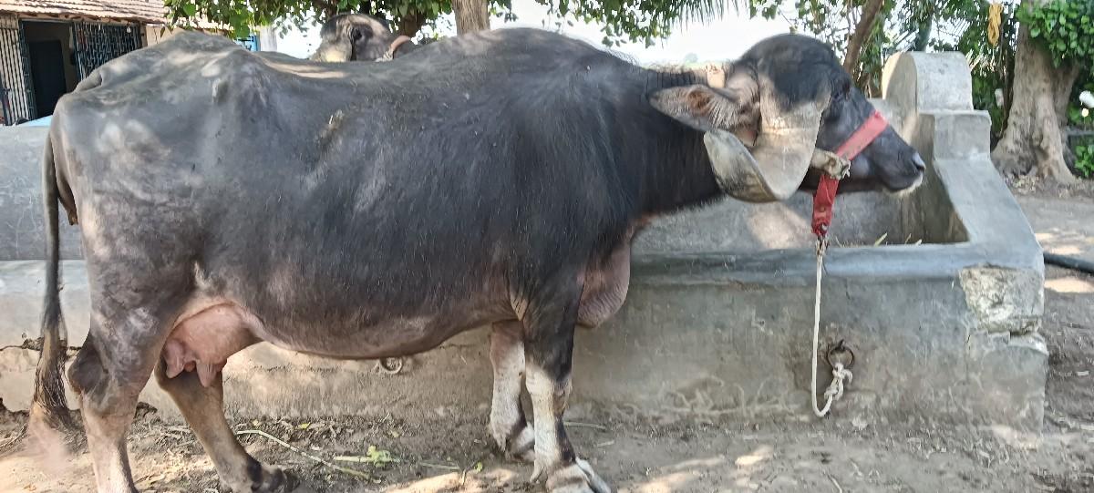 થંબનેલ 2