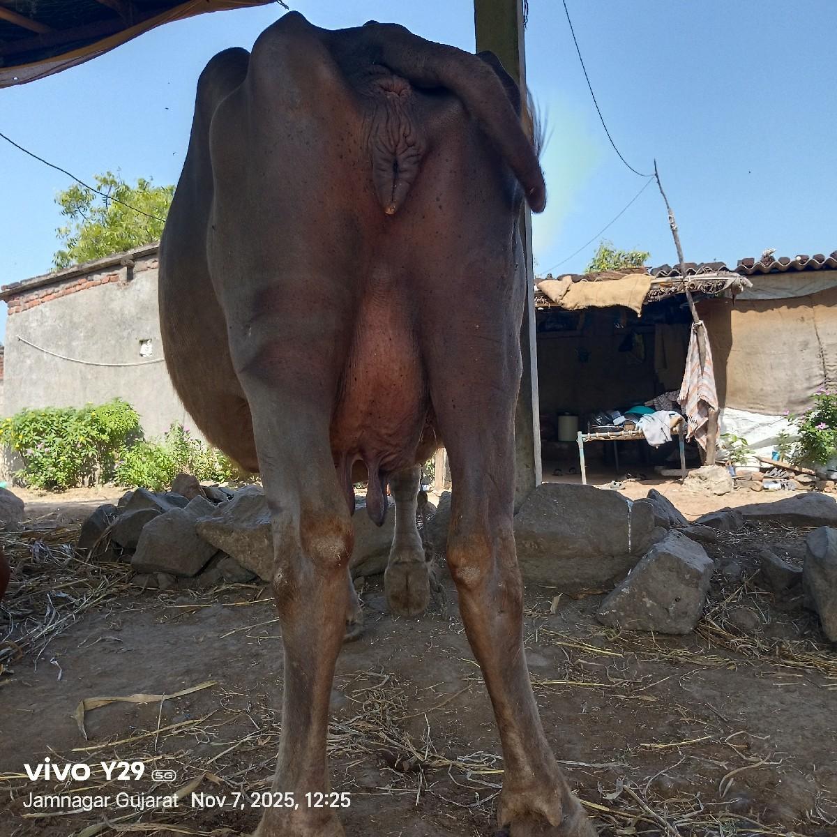 વેસવા ની છે