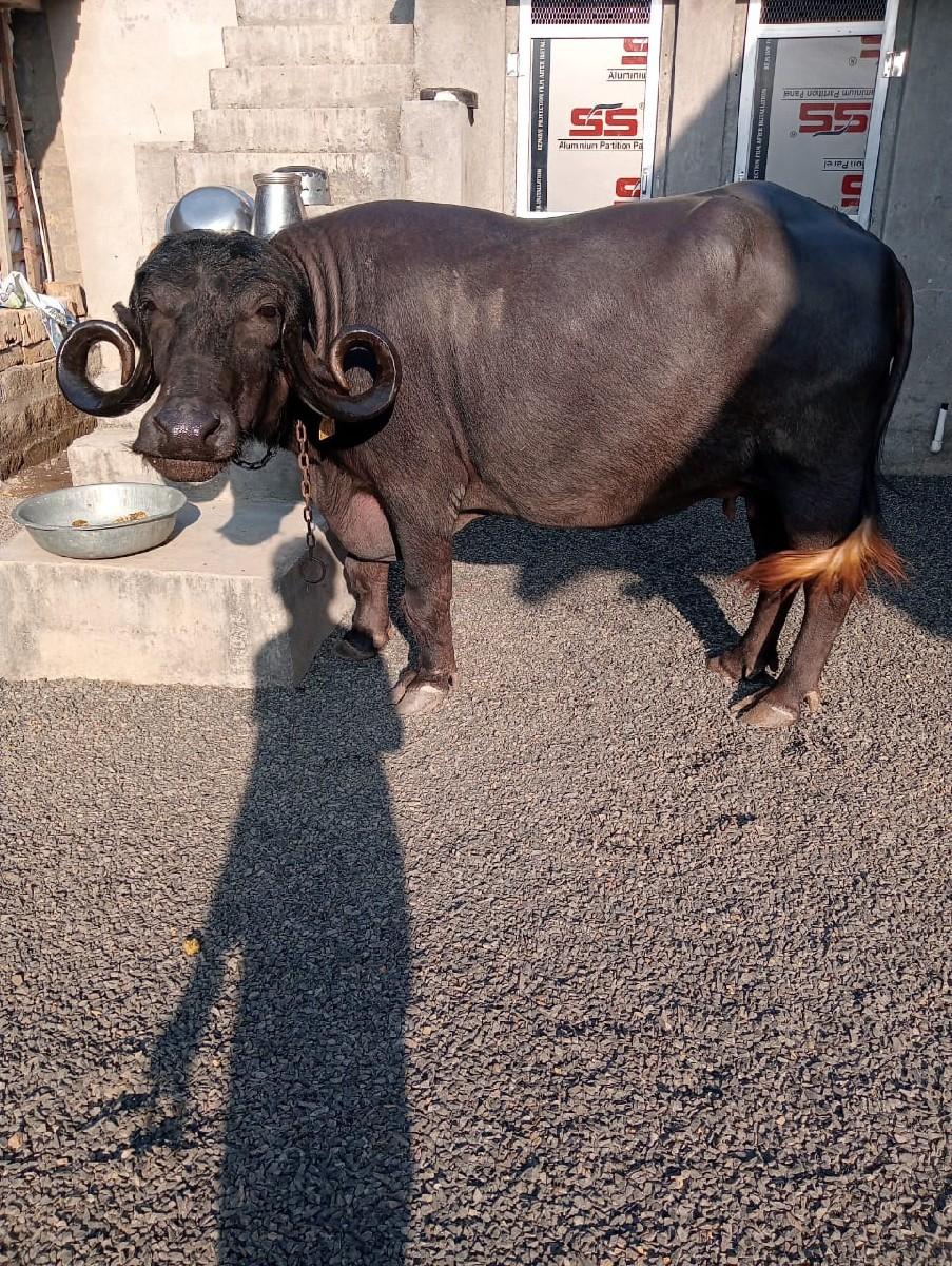 થંબનેલ 2