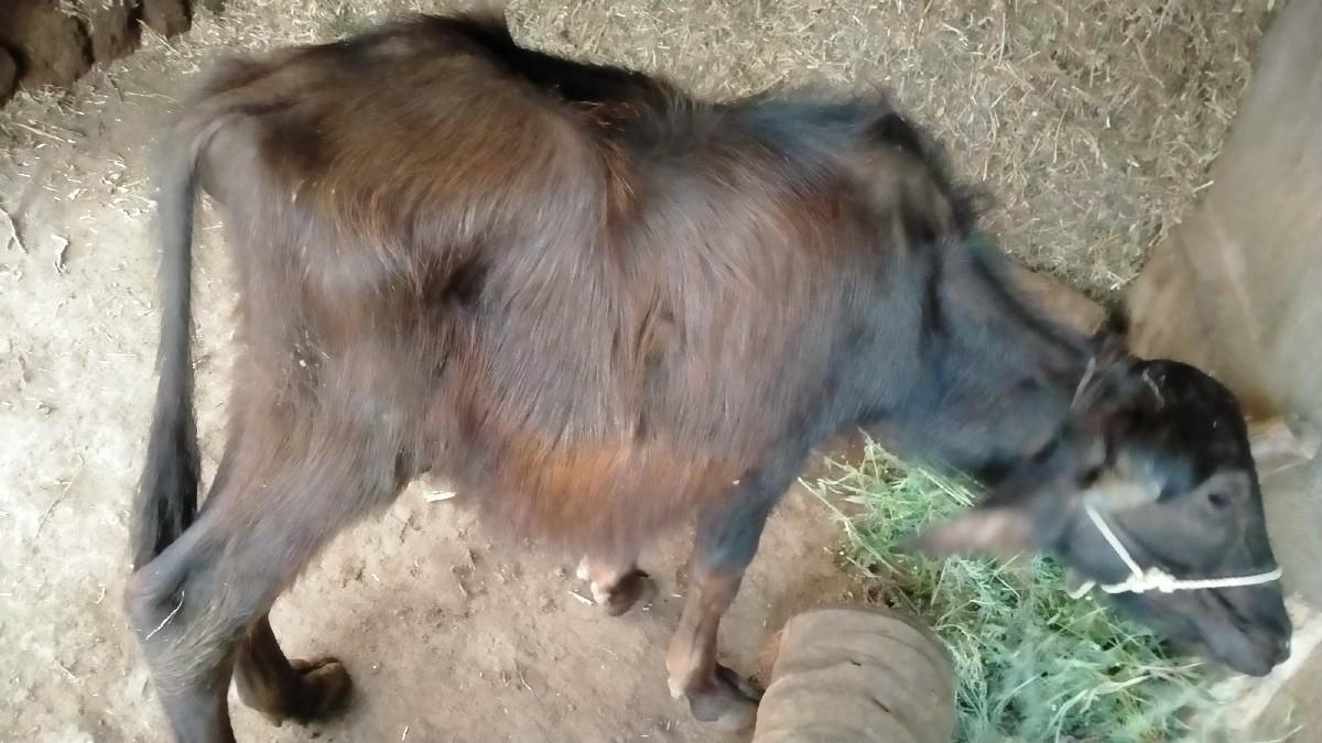 pado deva no se 1 varsha no se