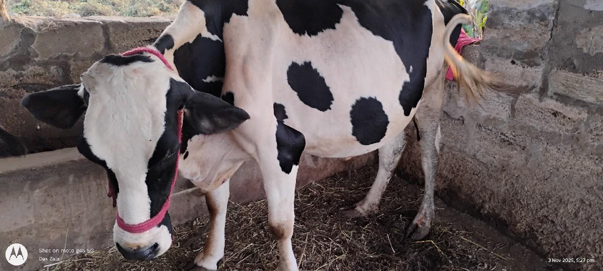 ગાય વેચવા ની છે