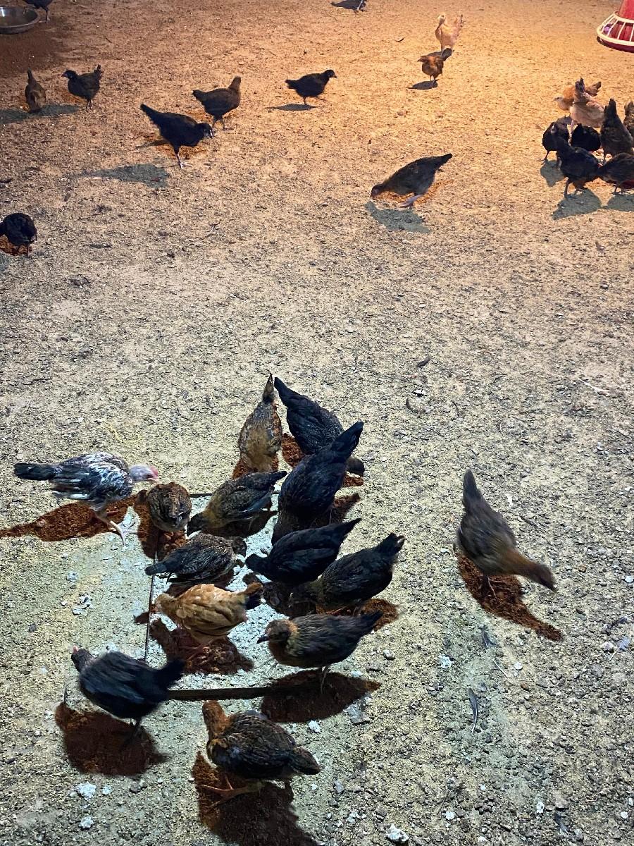 sonali pathara & ashil cross