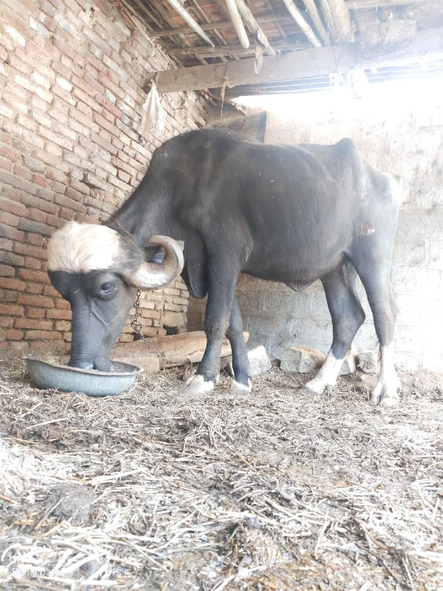 ખડાઈ વેચવાની છે 
૩ વર્ષ ની છે