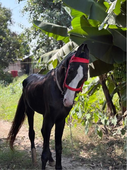 ધોડો વેસવાનો છે આ ફોટા તાજો છે વિડીયો ફોટા મોકલ વામાં નય આવે