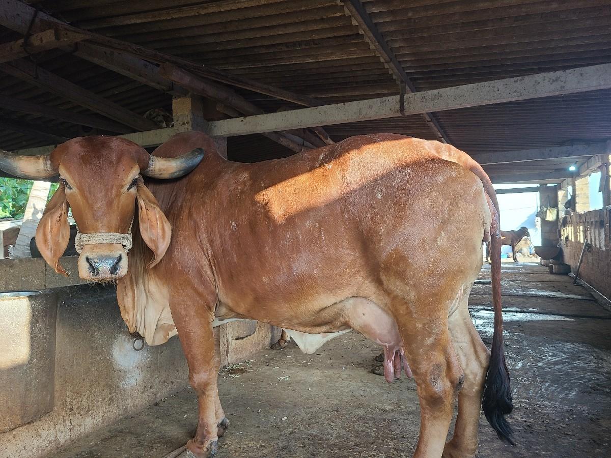 થંબનેલ 2