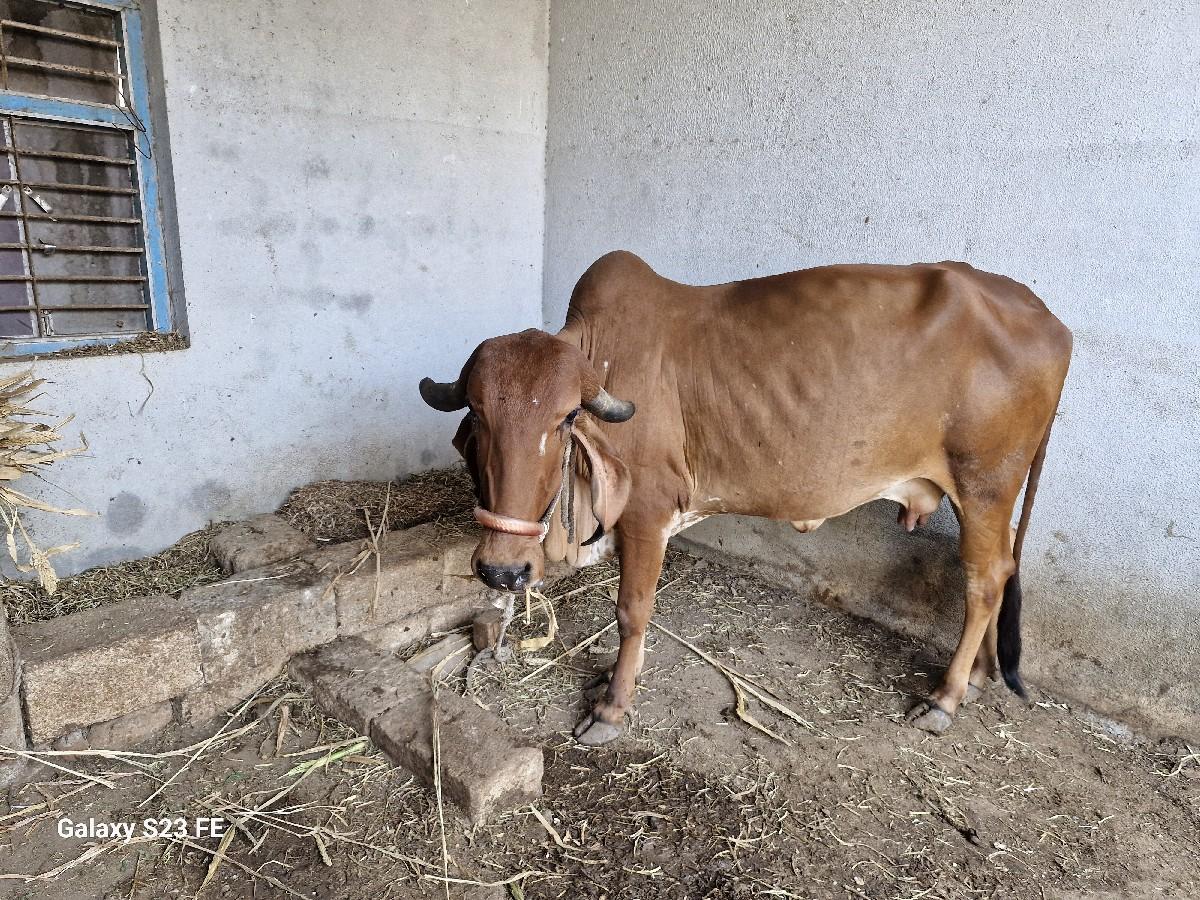 થંબનેલ 2