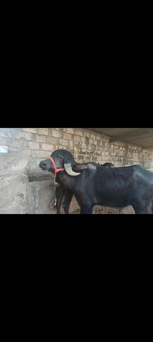 થંબનેલ 2