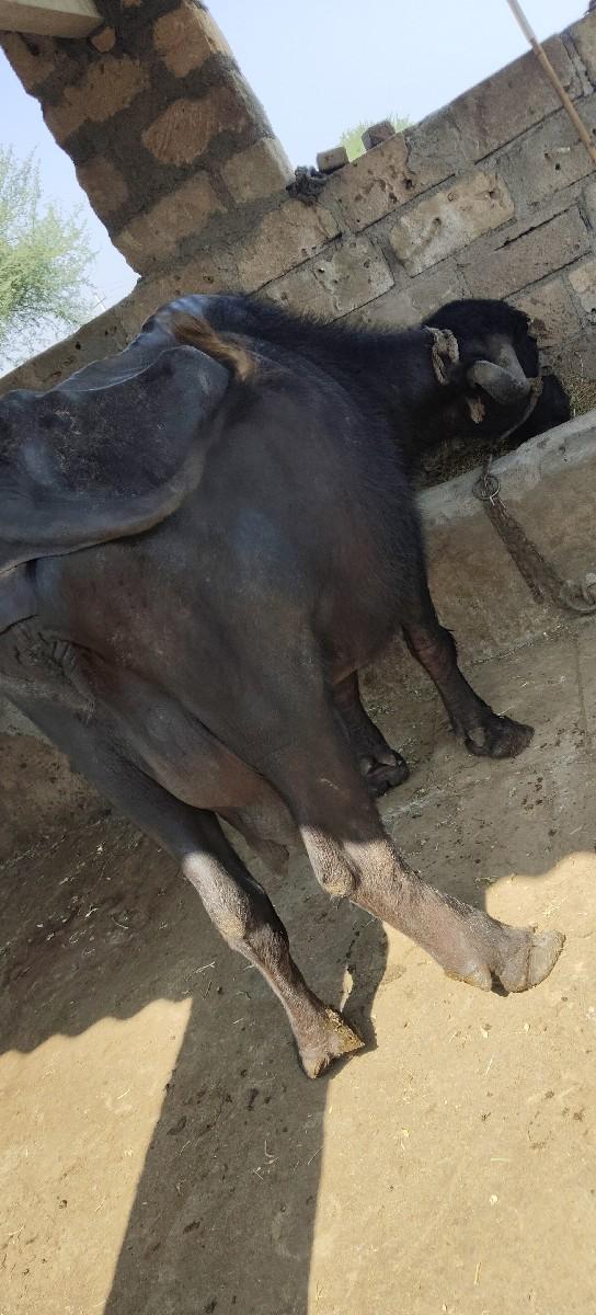 થંબનેલ 3