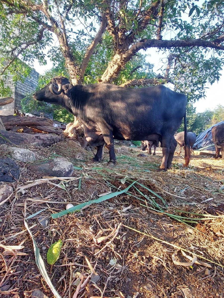 થંબનેલ 3