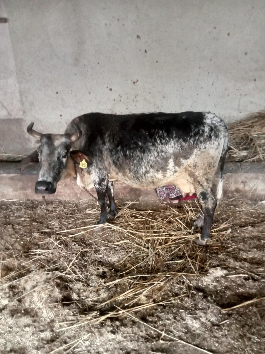 જર્સી ગાય વેચવાની છે