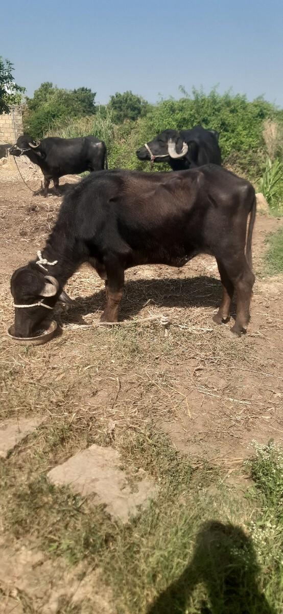 વેસવાની