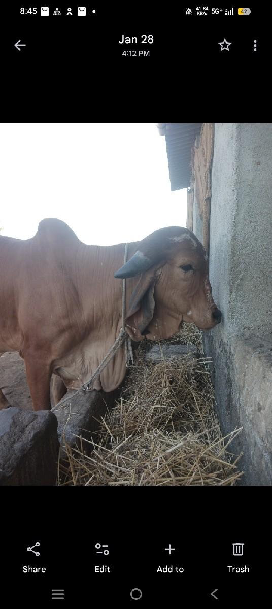 થંબનેલ 3