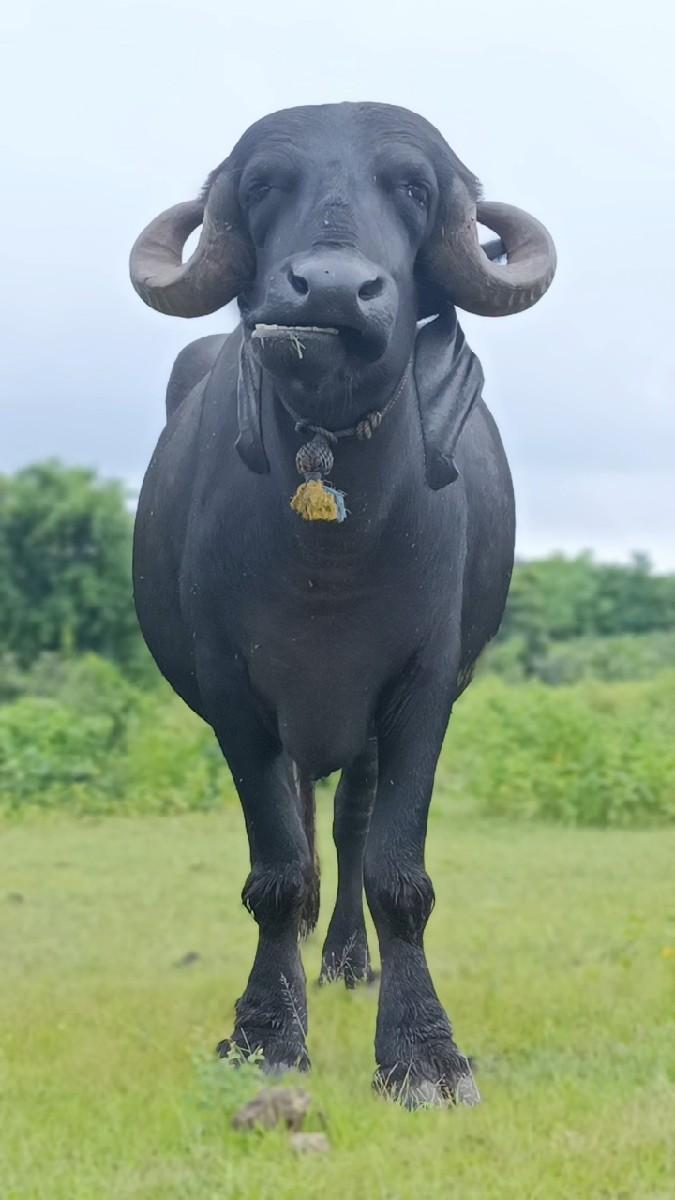 થંબનેલ 2