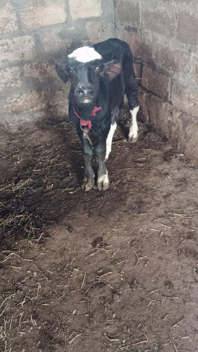 ભૅશવૅચવાનિછૅ