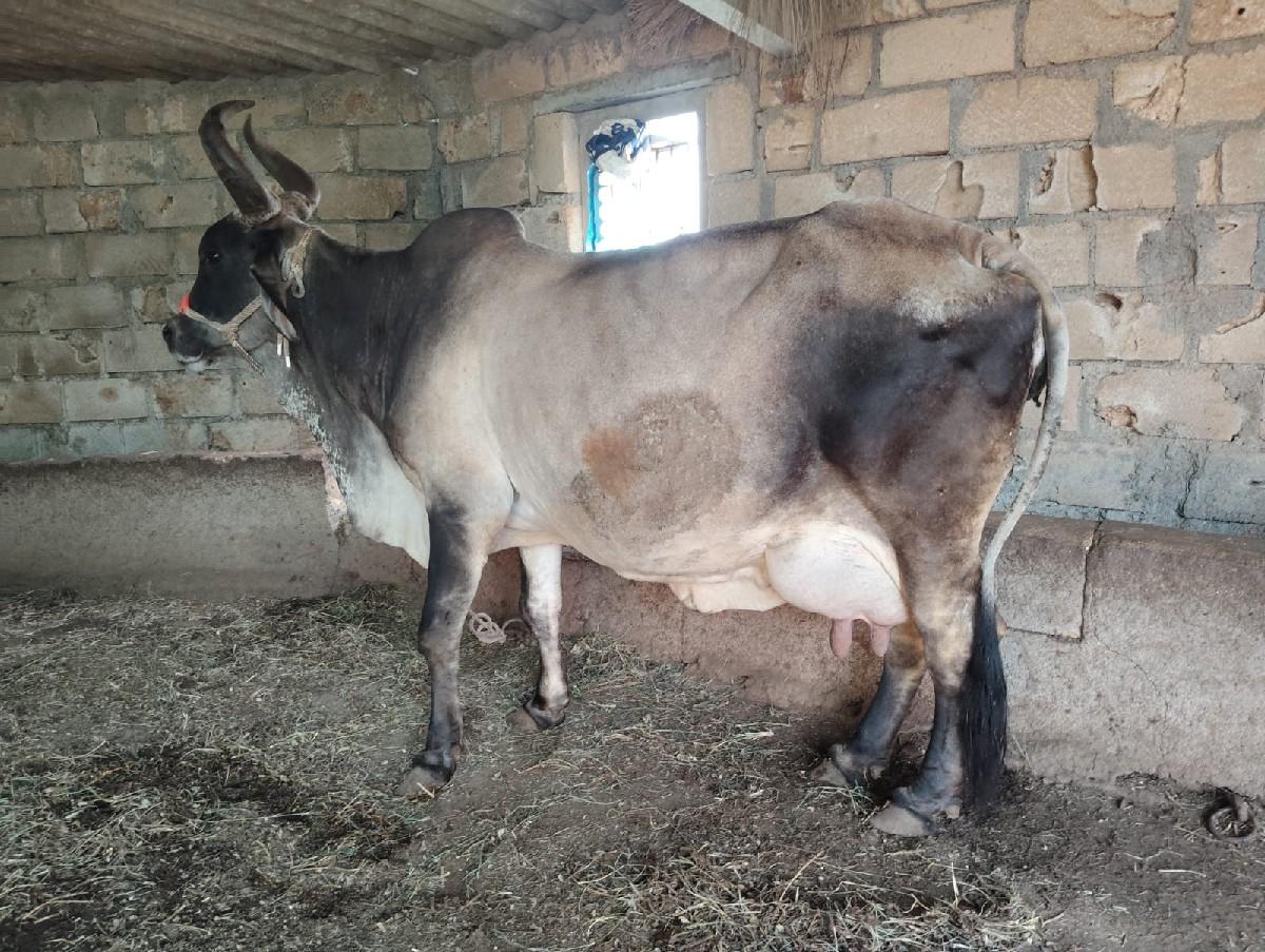 થંબનેલ 2