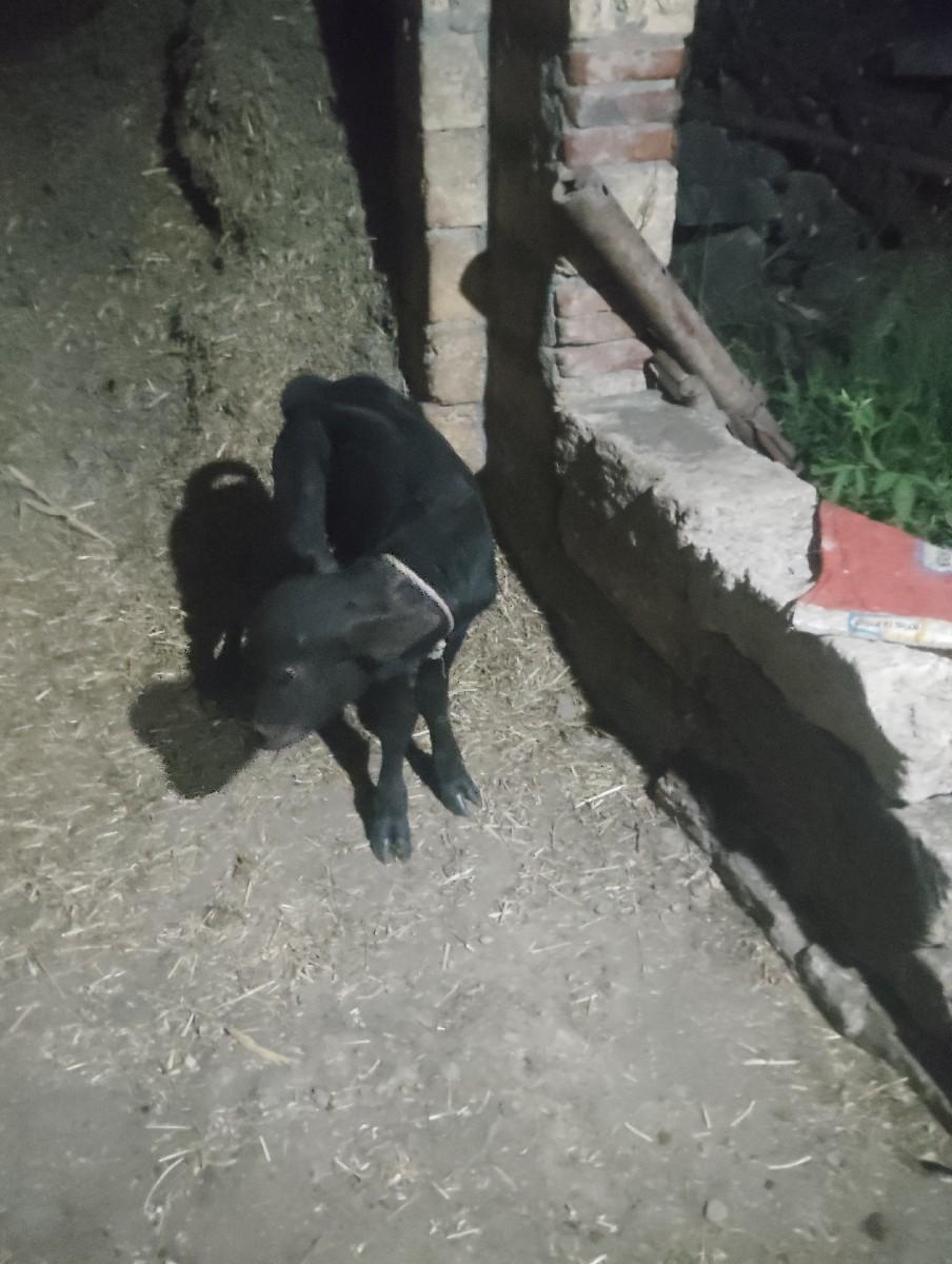 ભૅસ વેચવાની છે