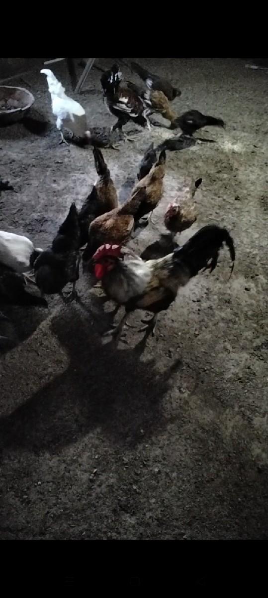 10 મુરઘા 15 મુરઘી દેવાના છે