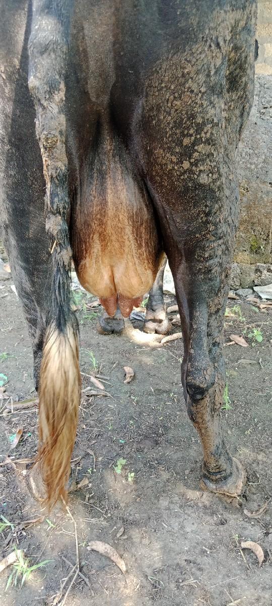 ગાય વેચવાની છે