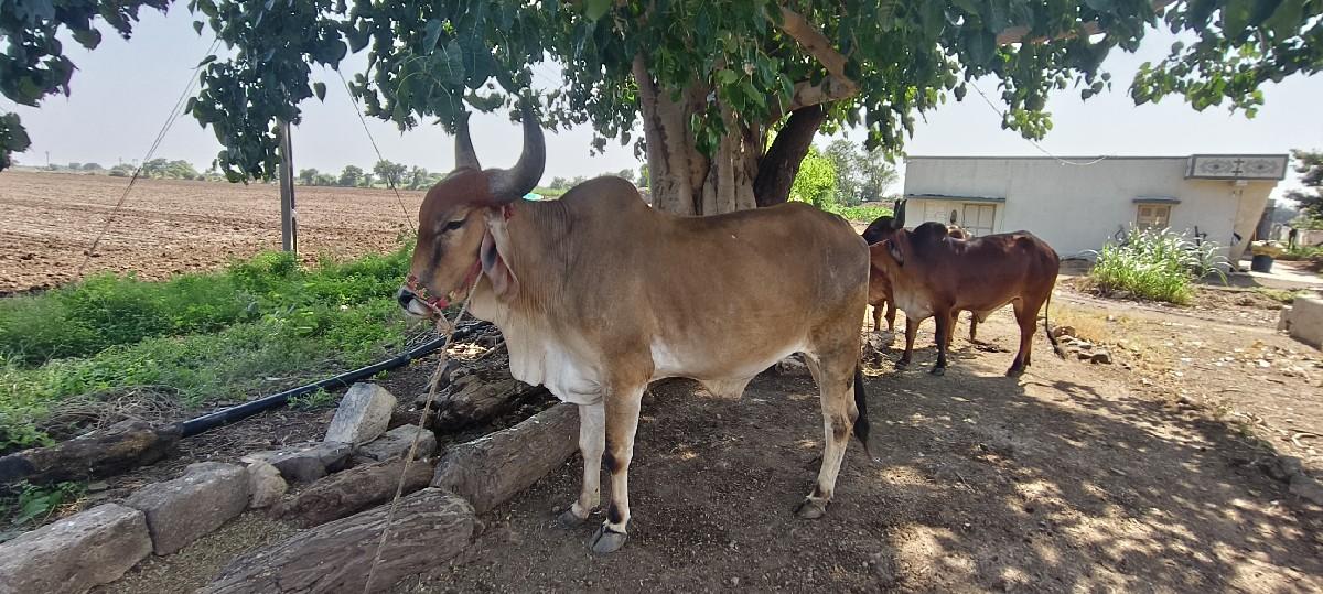 થંબનેલ 3