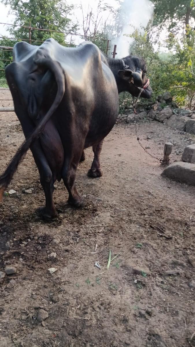 થંબનેલ 2