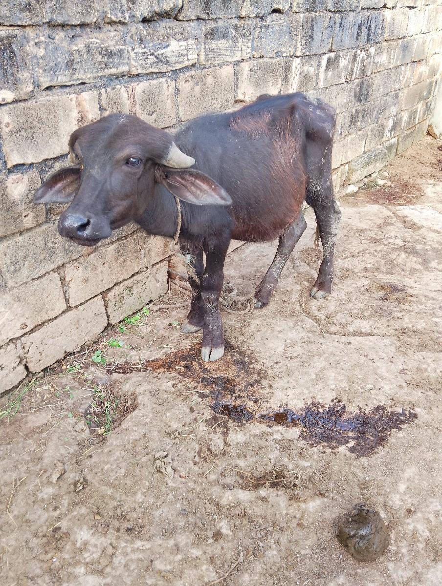 થંબનેલ 3