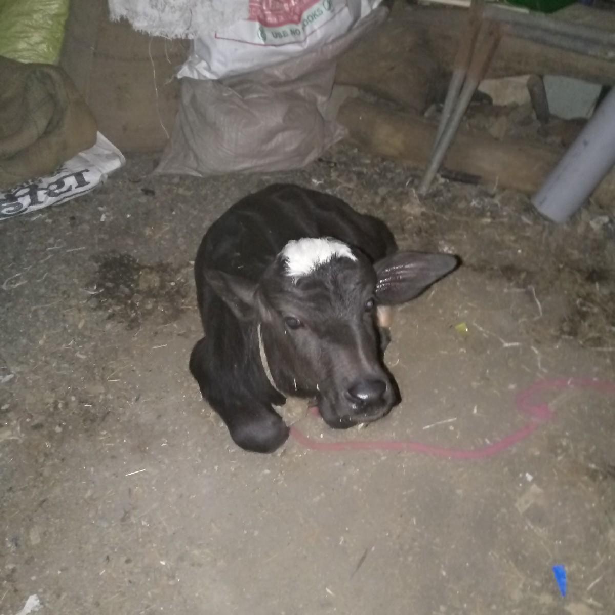 થંબનેલ 3