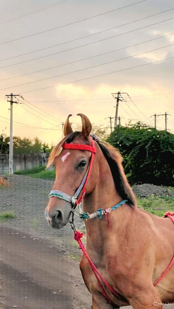 થંબનેલ 2