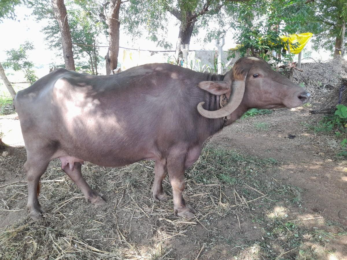 વેચવાનીસે