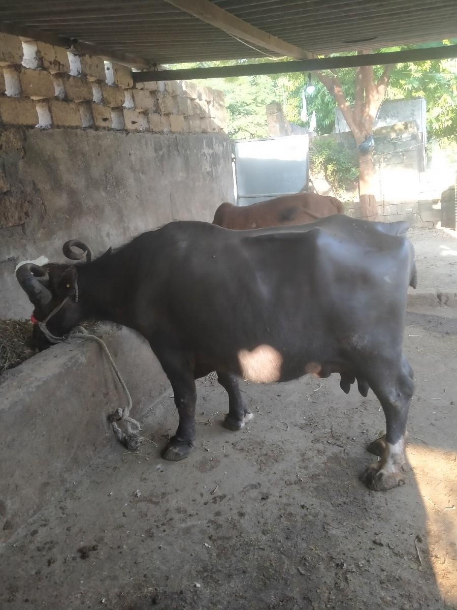 થંબનેલ 3