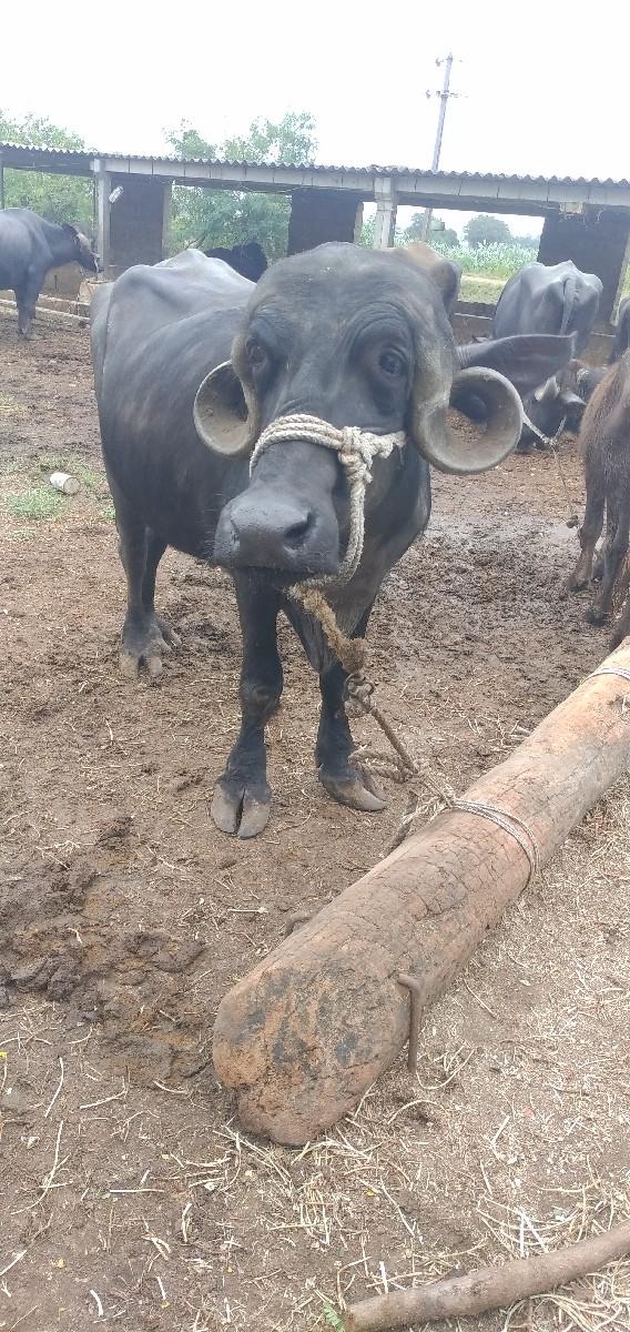 પેલું વેતર 8,10દિવસ