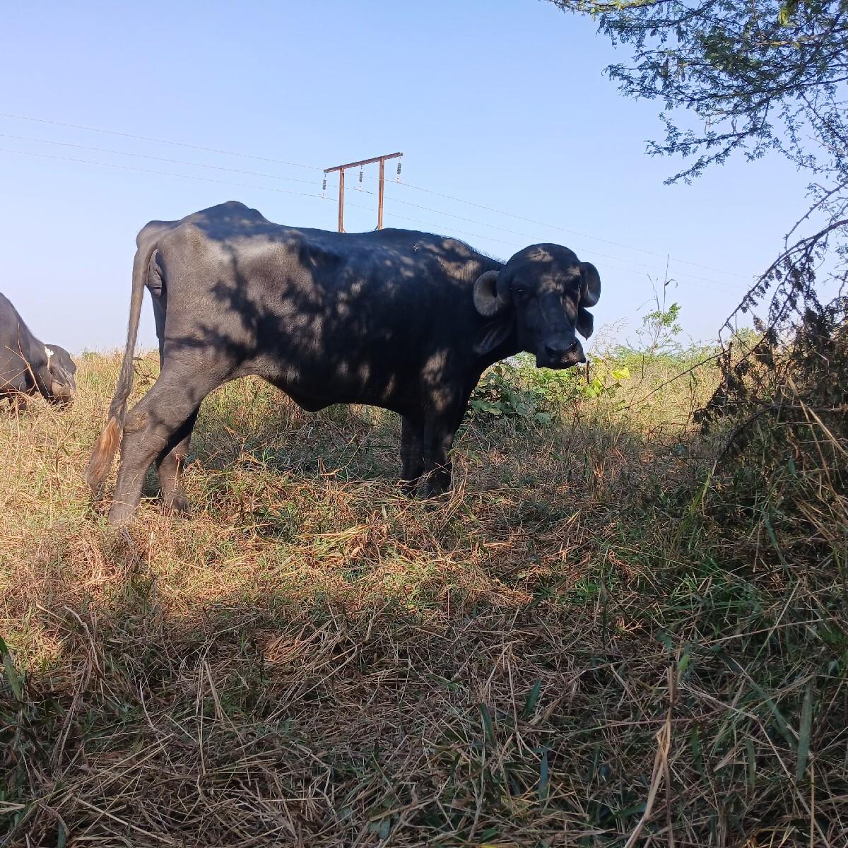 જાફરાબાદી ખડેલી ચાર વરચ ની થય ગયેલી