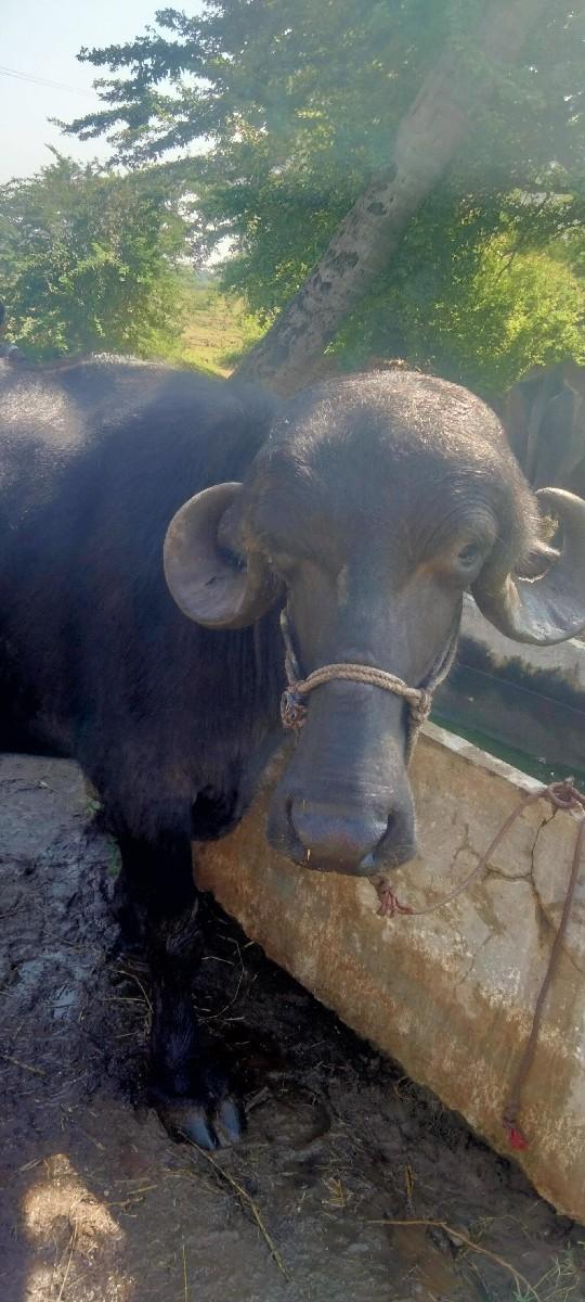 થંબનેલ 2