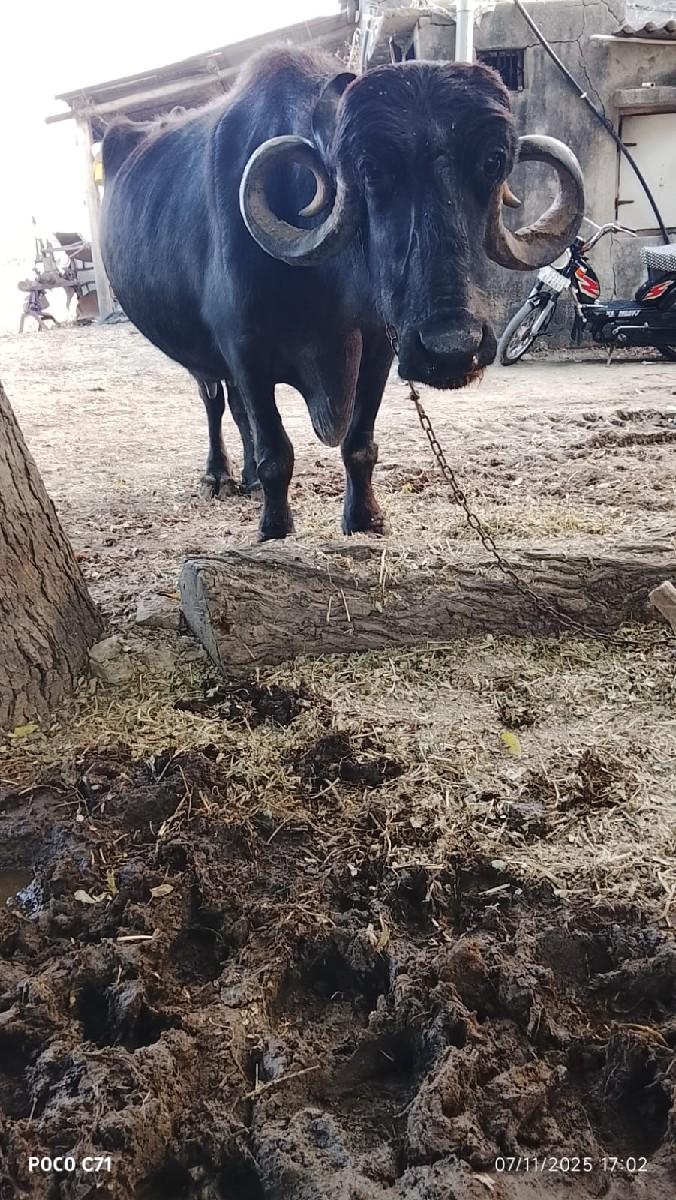 આ  ભેંસ વેચવાની છે