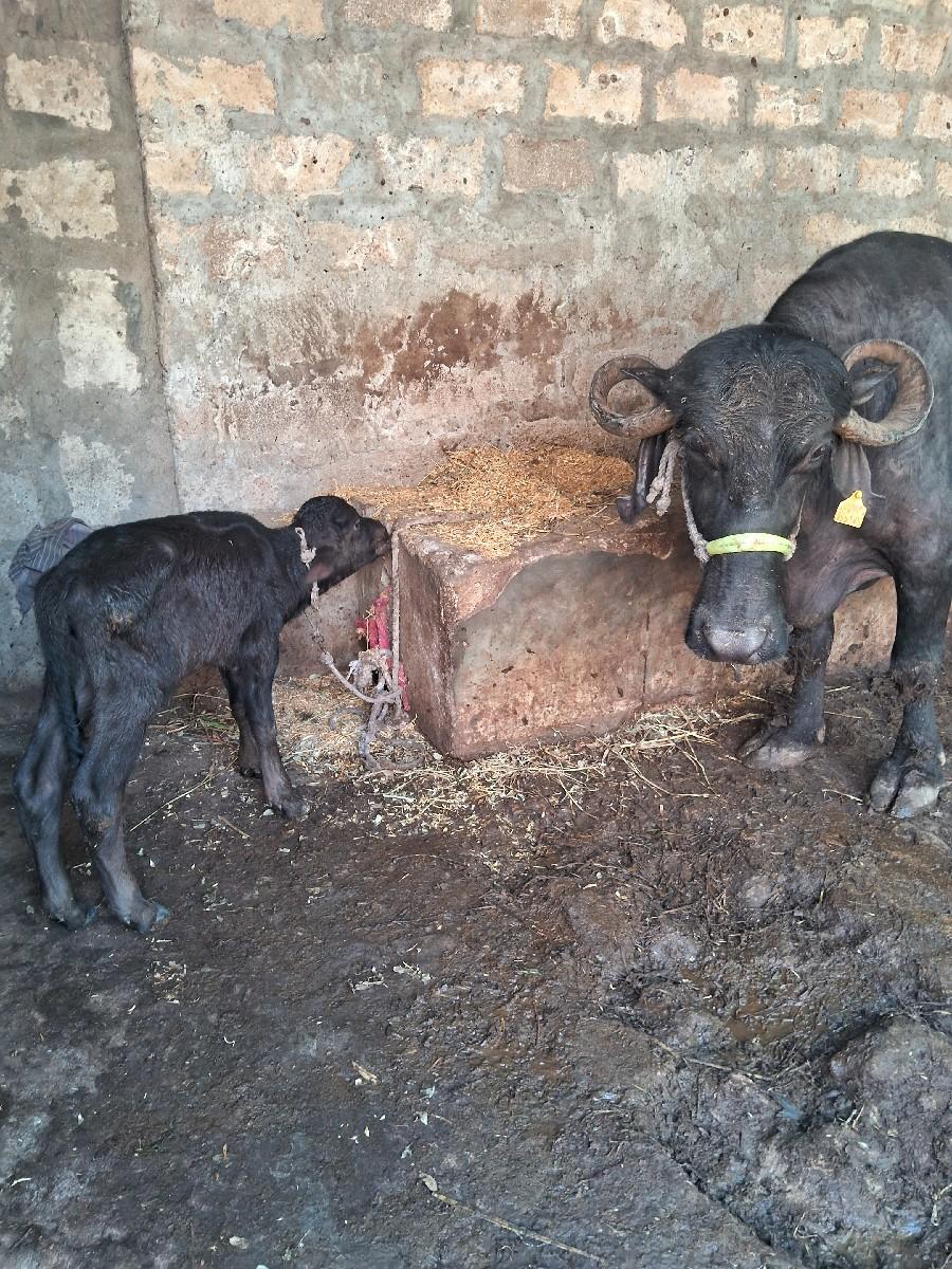 ભેસૂ વેસવાની છે 2વેસવાની છે 1 પેલૂ