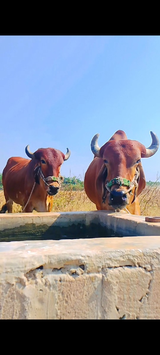 બળદ વેચવાના છે