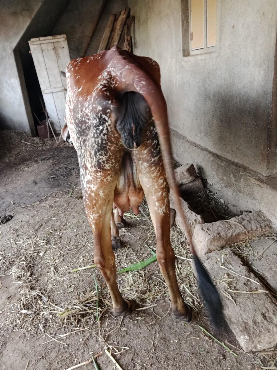 ગાય વેચવાની છે