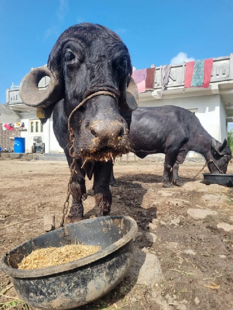 થંબનેલ 3