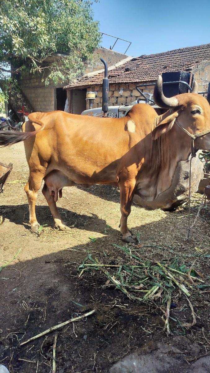 થંબનેલ 2