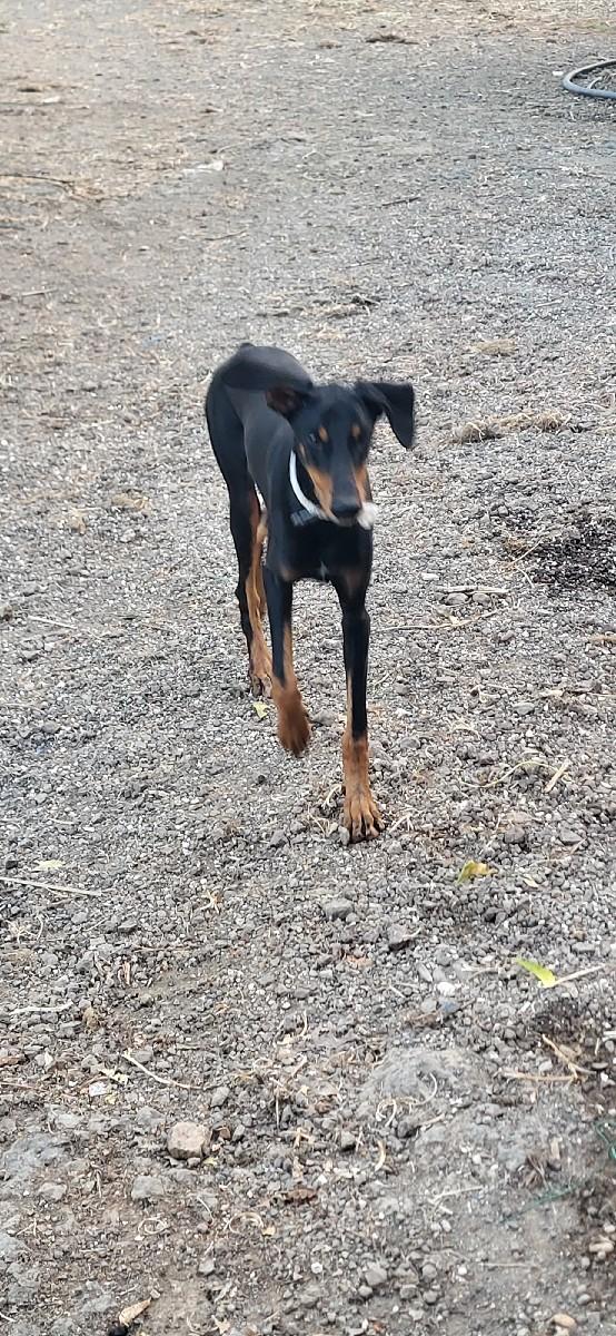 ડોબરમેન