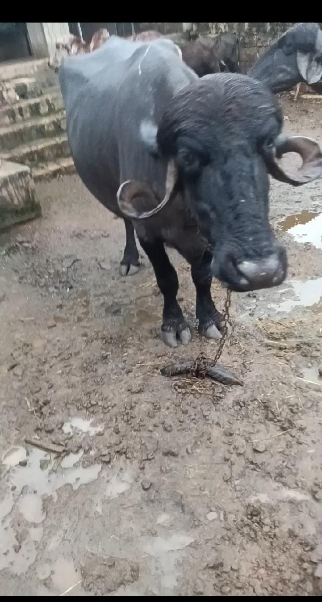 થંબનેલ 3