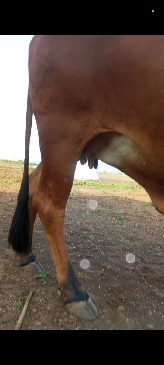 થંબનેલ 3