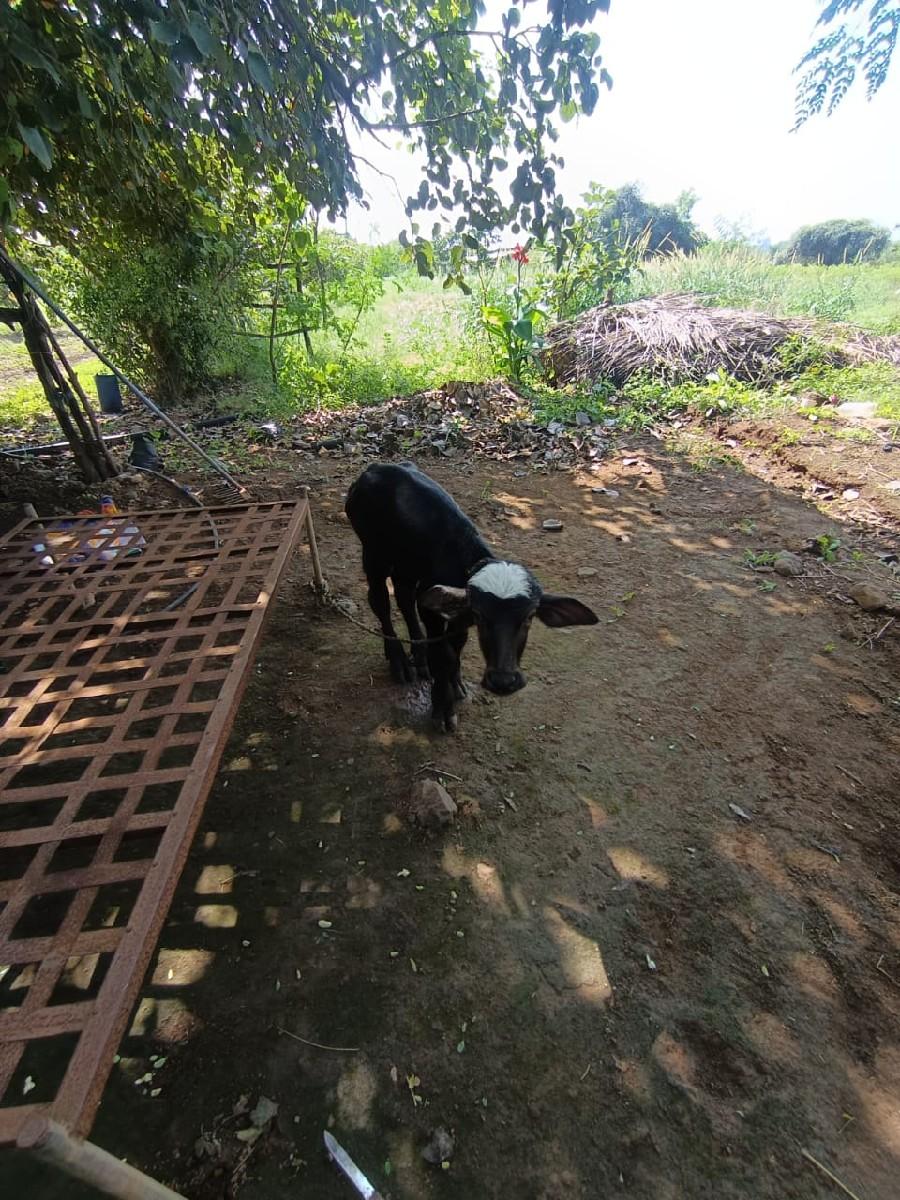 2 ભેંસ વેચવાની છે