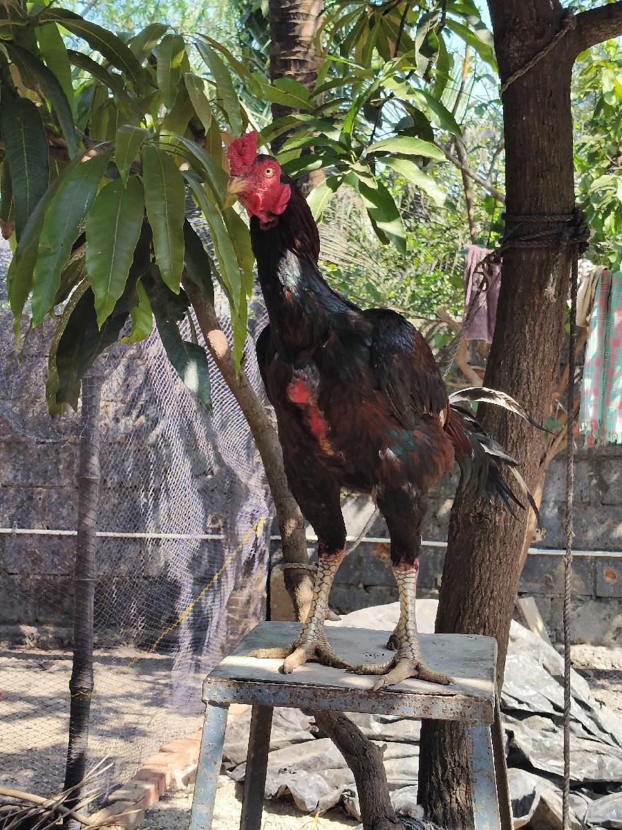 અસીલ મરઘો વેચવાનો છે