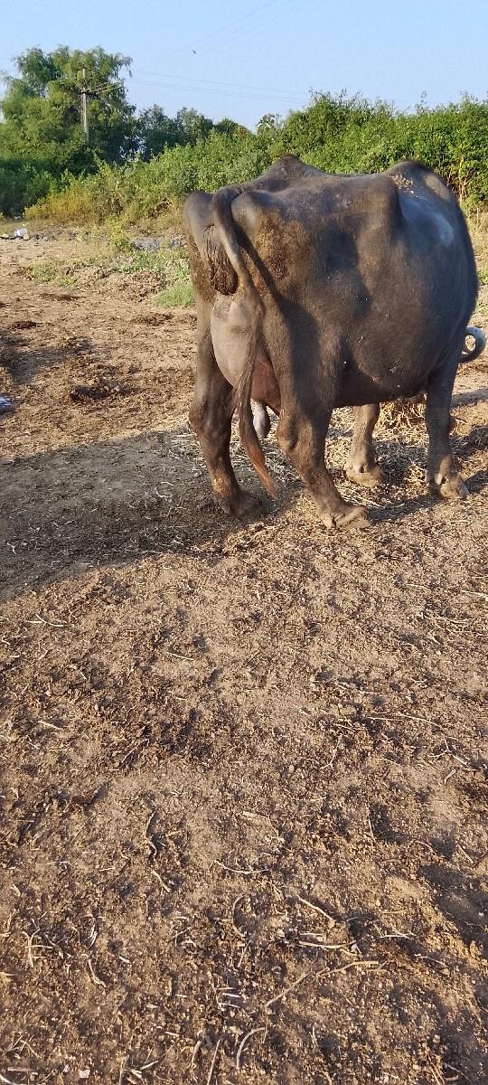 ભેંસ વેચવાની છે