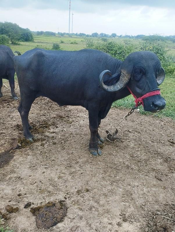 થંબનેલ 2