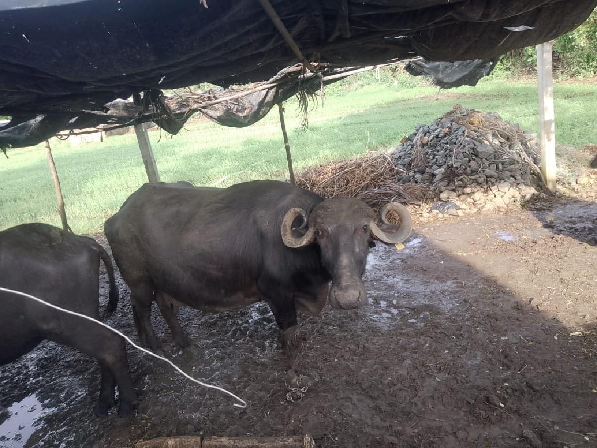 થંબનેલ 2