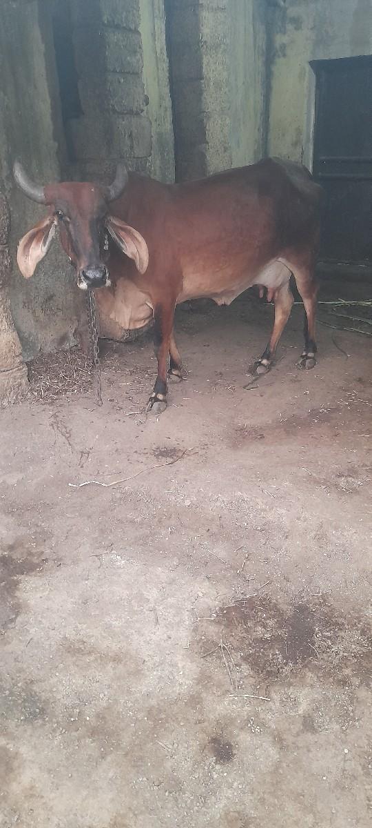 ગાય વેચવા ની છે