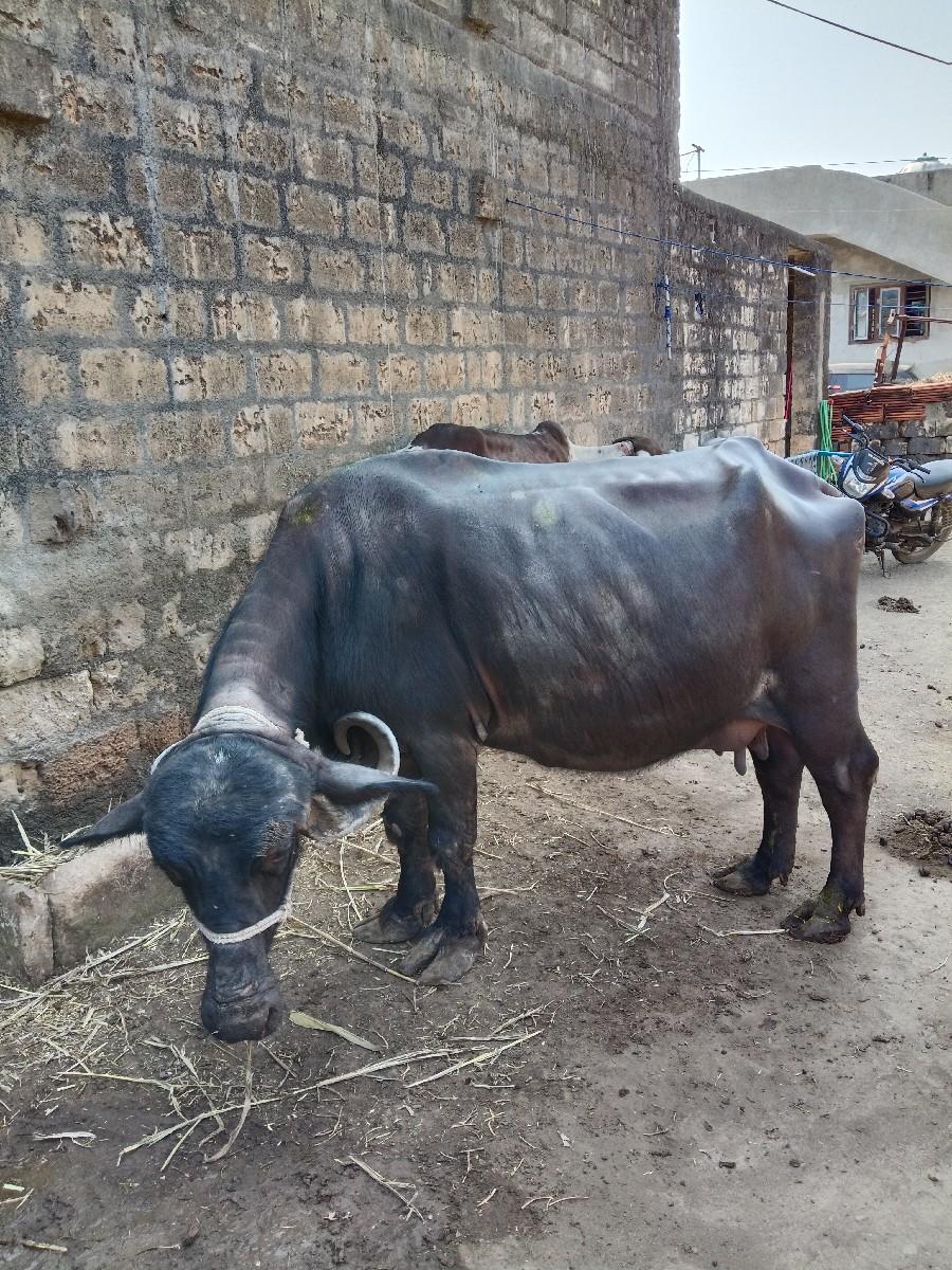 ભેંસ વેચવાની સે