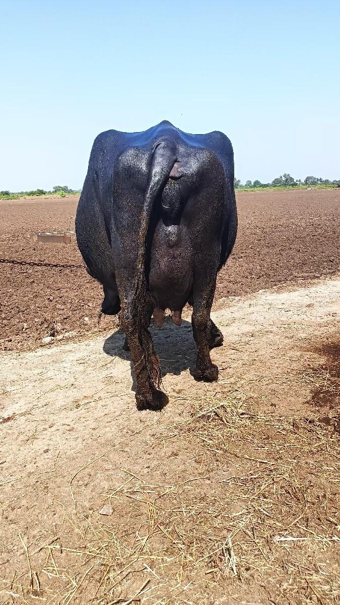 થંબનેલ 2