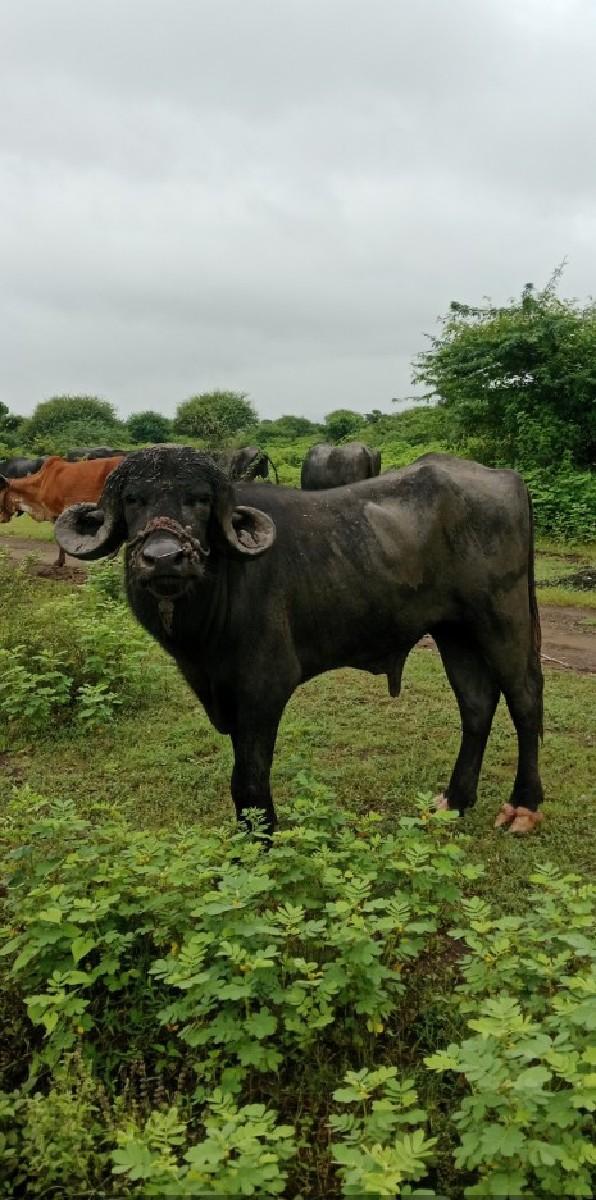 થંબનેલ 3